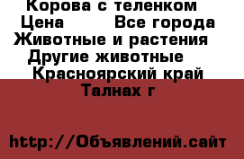 Корова с теленком › Цена ­ 69 - Все города Животные и растения » Другие животные   . Красноярский край,Талнах г.